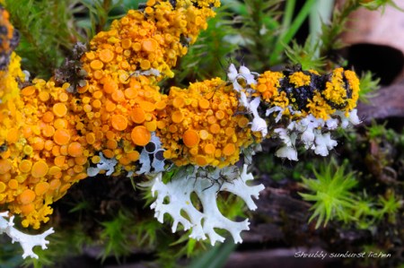 lichen-Shrubby sunburst lichen