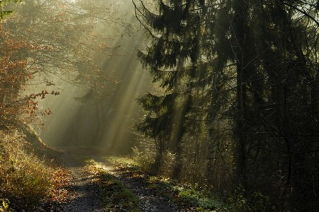 forest-path-sunshine-924x618