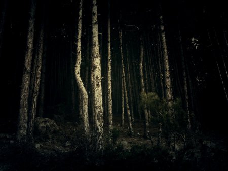 forest_at_night_1