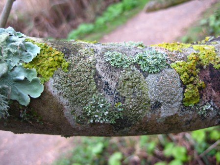 8231.How many lichens