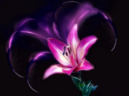 purple-lily-on-black