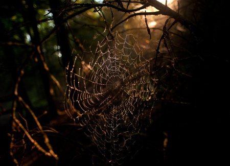 historic-mill-creek-discovery-park-spider-web-3d827649b82df87c