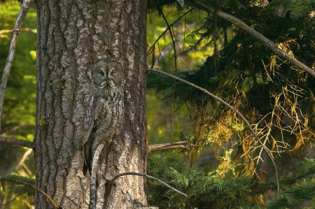 animal-camouflage-photography-art-wolfe-1
